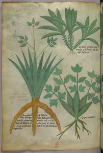 Ilustración botánica, c.1440 (tinta y color sobre vitela) de Italian School