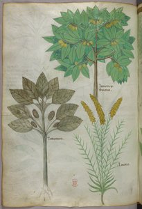 Ilustración botánica, c.1440 (tinta y color sobre vitela) de Italian School