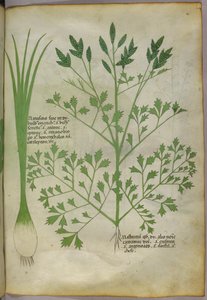 Ilustración botánica, c.1440 (tinta y color sobre vitela) de Italian School