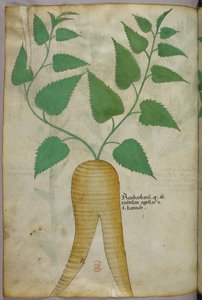 Ilustración botánica, c.1440 (tinta y color sobre vitela)