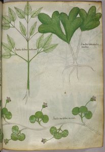 Ilustración botánica, c.1440 (tinta y color sobre vitela) de Italian School
