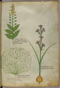Ilustración botánica, c.1440 (tinta y color sobre vitela) de Italian School