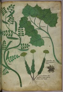 Ilustración botánica, c.1440 (tinta y color sobre vitela) de Italian School