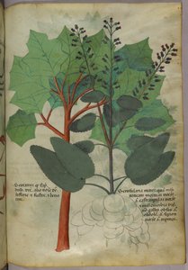 Ilustración botánica, c.1440 (tinta y color sobre vitela) de Italian School