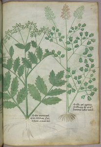 Ilustración botánica, c.1440 (tinta y color sobre vitela) de Italian School