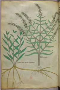 Ilustración botánica, c.1440 (tinta y color sobre vitela) de Italian School