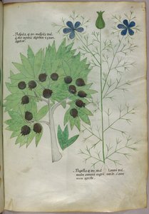 Ilustración botánica, c.1440 (tinta y color sobre vitela) de Italian School
