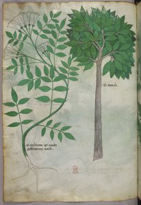 Ilustración botánica, c.1440 (tinta y color sobre vitela)