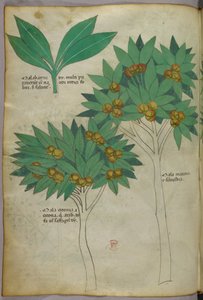 Ilustración botánica, c.1440 (tinta y color sobre vitela)