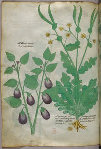 Ilustración botánica, c.1440 (tinta y color sobre vitela) de Italian School