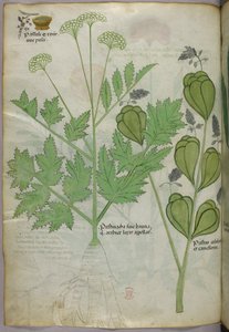 Ilustración botánica, c.1440 (tinta y color sobre vitela) de Italian School