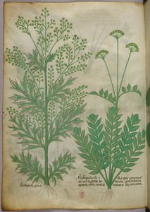 Ilustración botánica, c.1440 (tinta y color sobre vitela)
