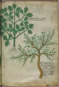 Ilustración botánica, c.1440 (tinta y color sobre vitela) de Italian School