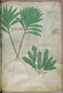 Ilustración botánica, c.1440 (tinta y color sobre vitela) de Italian School