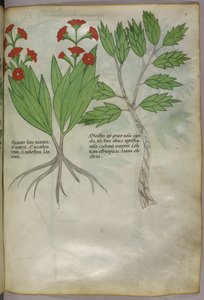 Ilustración botánica, c.1440 (tinta y color sobre vitela) de Italian School