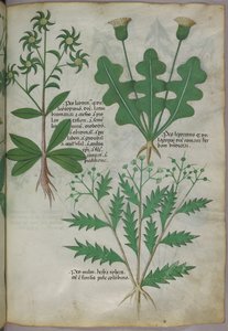 Ilustración botánica, c.1440 (tinta y color sobre vitela) de Italian School