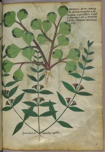 Ilustración botánica, c.1440 (tinta y color sobre vitela)
