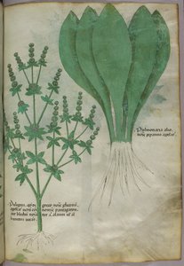 Ilustración botánica, c.1440 (tinta y color sobre vitela) de Italian School