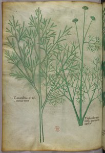 Ilustración botánica, c.1440 (tinta y color sobre vitela)