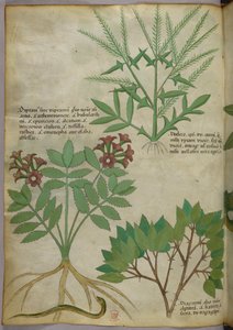 Ilustración botánica, c.1440 (tinta y color sobre vitela) de Italian School