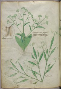 Ilustración botánica, c.1440 (tinta y color sobre vitela)