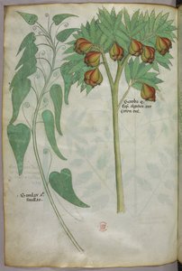 Ilustración botánica, c.1440 (tinta y color sobre vitela) de Italian School