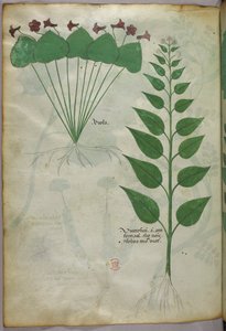 Ilustración botánica, c.1440 (tinta y color sobre vitela) de Italian School