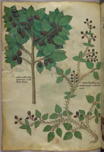 Ilustración botánica, c.1440 (tinta y color sobre vitela)