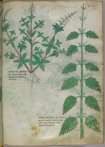 Ilustración botánica, c.1440 (tinta y color sobre vitela) de Italian School