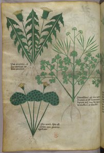 Ilustración botánica, c.1440 (tinta y color sobre vitela) de Italian School