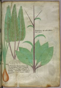 Ilustración botánica, c.1440 (tinta y color sobre vitela) de Italian School