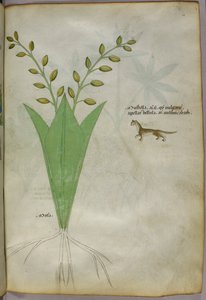 Ilustración botánica, c.1440 (tinta y color sobre vitela) de Italian School