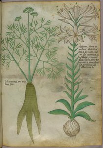 Ilustración botánica, c.1440 (tinta y color sobre vitela) de Italian School