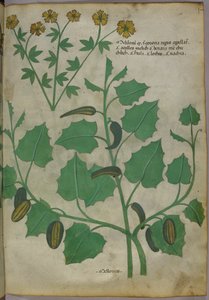 Ilustración botánica, c.1440 (tinta y color sobre vitela)