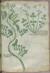 Ilustración botánica, c.1440 (tinta y color sobre vitela)