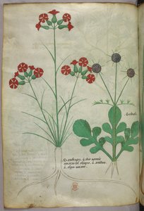 Ilustración botánica, c.1440 (tinta y color sobre vitela) de Italian School