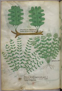 Ilustración botánica, c.1440 (tinta y color sobre vitela) de Italian School