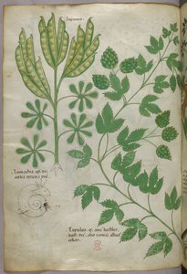Ilustración botánica, c.1440 (tinta y color sobre vitela) de Italian School