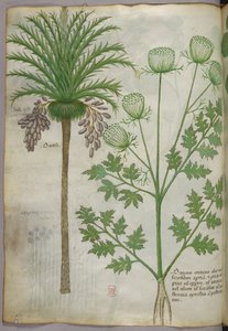 Ilustración botánica, c.1440 (tinta y color sobre vitela)