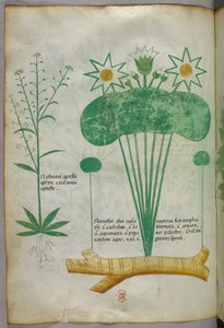 Ilustración botánica, c.1440 (tinta y color sobre vitela)