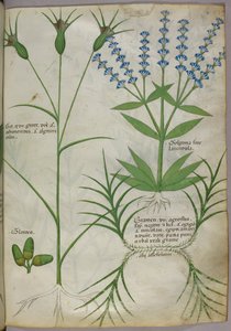 Ilustración botánica, c.1440 (pergamino), c.1440 (tinta y color sobre vitela) de Italian School