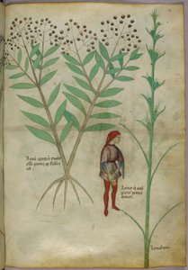 Ilustración botánica de una planta y un hombre orinando en una maceta, c.1440 (tinta y color sobre papel)