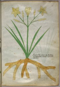 Ilustración botánica de una planta, c.1440 (tinta y color sobre vitela)