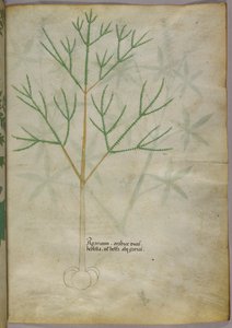 Ilustración botánica de una planta, c.1440 (tinta y color sobre vitela) de Italian School
