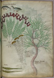 Ilustración botánica de una planta con pájaros e insectos, c.1440 (tinta y color sobre vitela) de Italian School