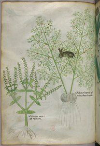 Ilustración botánica de una planta de albahaca dulce [ocimum], y una liebre entre espárragos [palatio leporis], c.1440 (tinta y color sobre vitela) de Italian School
