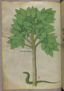 Ilustración botánica de un árbol y una serpiente, c.1440 (tinta y color sobre vitela)