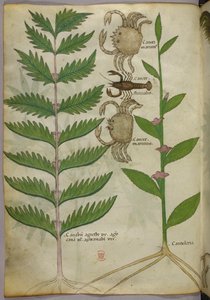 Ilustración botánica de cangrejos y un escorpión, c.1440 (tinta y color sobre vitela) de Italian School