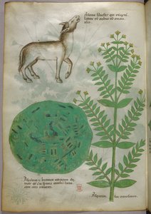 Ilustración botánica de planta con caballo, c.1440 (tinta y color sobre vitela)