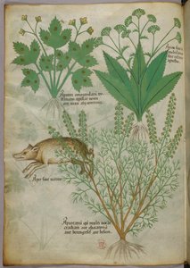 Ilustración botánica de plantas y un jabalí, c.1440 (tinta y color sobre vitela)